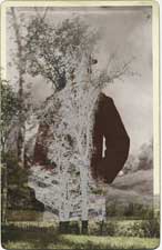 Man/Elm by Sara Angelucci at the Stephen Bulger Gallery