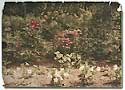 undated Autochrome from Hammond fonds