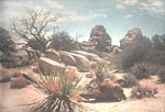 Rocks in Joshua Tree Park