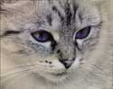 Blue Eyes by Diane Sawatzky