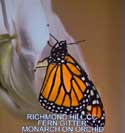 Monarch on Orchid by Fern Gitter