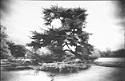 Talbot's Tree - pin-hole IR