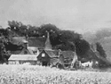 The Onion Field by George Davidson - 1889 pin-hole